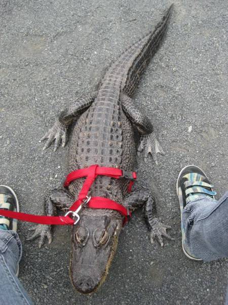 life_in_australia_is_like_nowhere_else_in_the_world_640_12