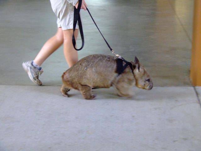 life_in_australia_is_like_nowhere_else_in_the_world_640_24