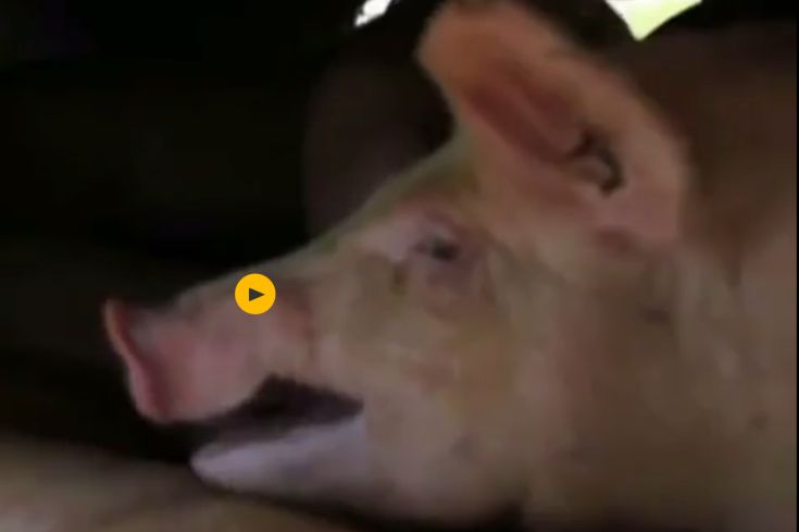 Απειλείται με φυλάκιση γιατί έδωσε νερό σε διψασμένα γουρούνια