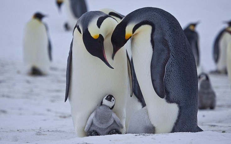 Το μεγαλειώδες και αξιοθαύμαστο ταξίδι ζωής του αυτοκρατορικού πιγκουίνου
