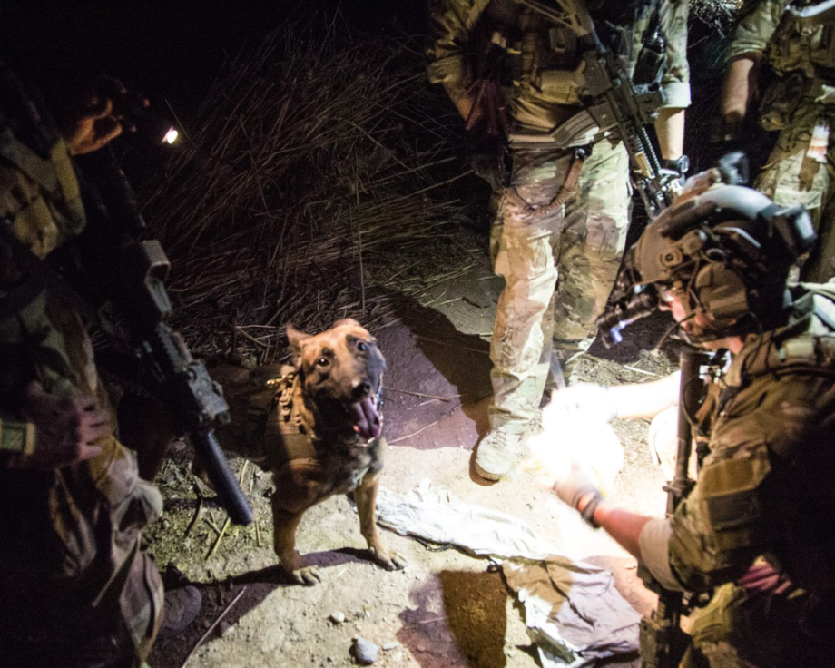 powerful-moments-of-dogs-at-war-74