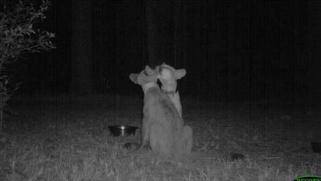 strange_animal_pics_captured_out_on_the_trail_cam_640_16