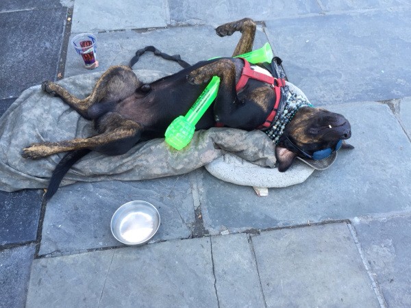 these-animals-know-how-to-party-28-photos-18