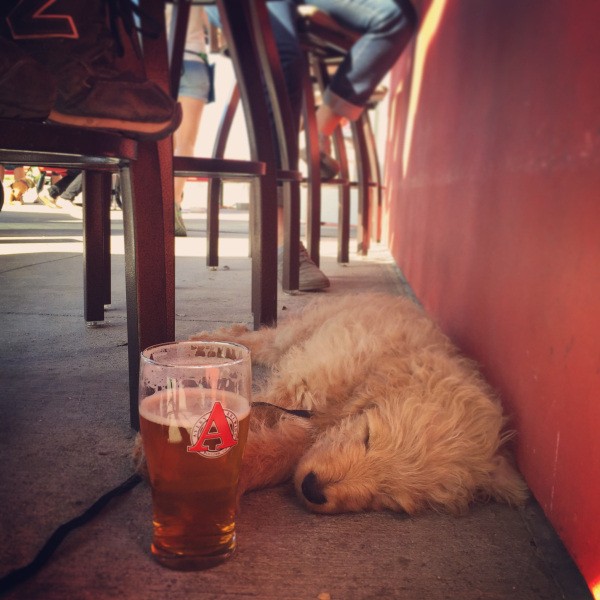 these-animals-know-how-to-party-28-photos-19