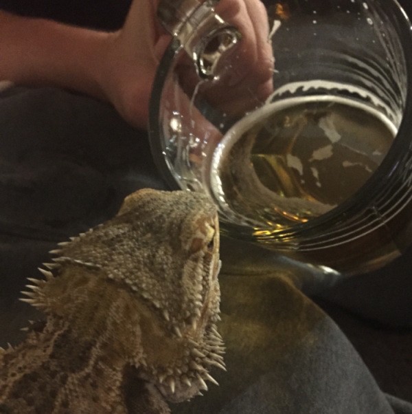 these-animals-know-how-to-party-28-photos-25