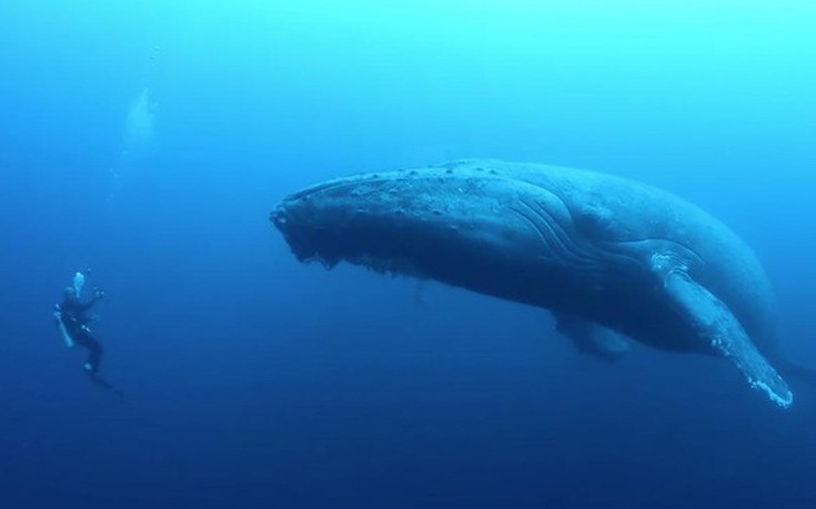 Ο βουβός θρήνος μιας φάλαινας
