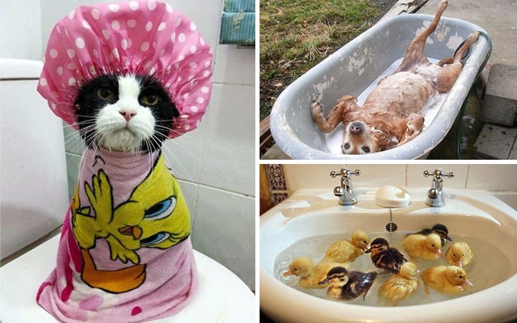 Απολαυστικές φωτογραφίες ζώων όταν κάνουν μπάνιο