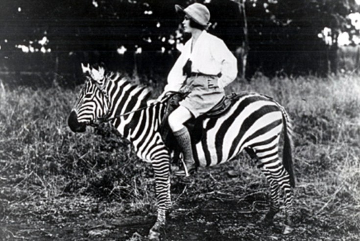 zebrasfag2