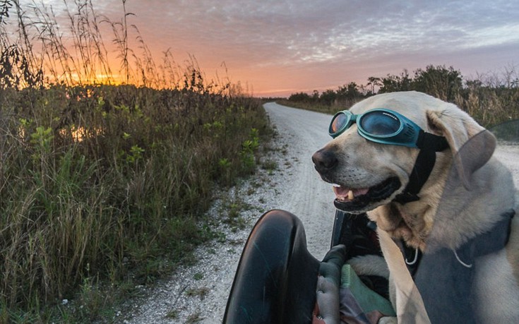 Mallory_dog5 Mallory_dog5