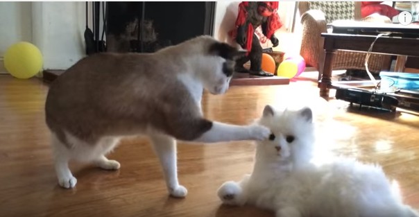 Πώς αντιδρούν οι γάτες με ένα ρομποτικό «ξαδερφάκι» τους