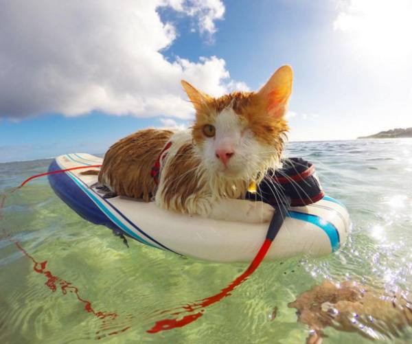 a-one-eyed-surfing-cat-lives-the-absolute-life-in-hawaii-10-photos-1 a-one-eyed-surfing-cat-lives-the-absolute-life-in-hawaii-10-photos-1