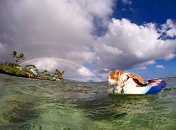 a-one-eyed-surfing-cat-lives-the-absolute-life-in-hawaii-10-photos-2 a-one-eyed-surfing-cat-lives-the-absolute-life-in-hawaii-10-photos-2