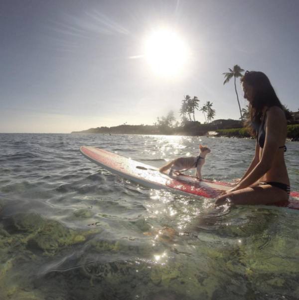 a-one-eyed-surfing-cat-lives-the-absolute-life-in-hawaii-10-photos-3 a-one-eyed-surfing-cat-lives-the-absolute-life-in-hawaii-10-photos-3