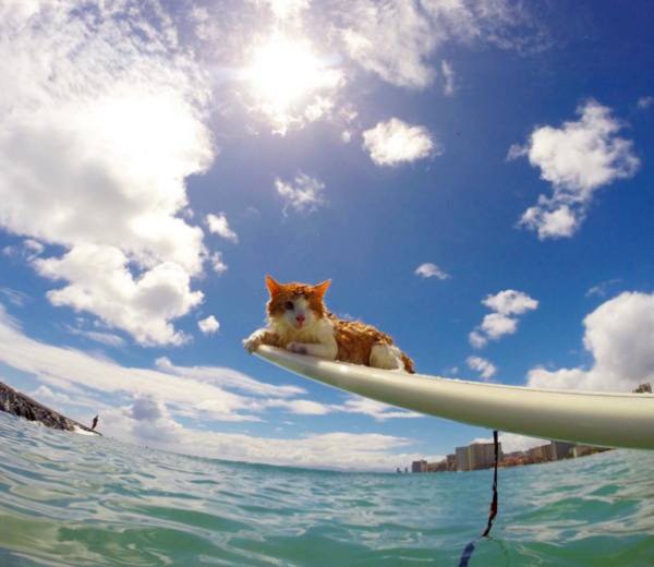 a-one-eyed-surfing-cat-lives-the-absolute-life-in-hawaii-10-photos-4 a-one-eyed-surfing-cat-lives-the-absolute-life-in-hawaii-10-photos-4