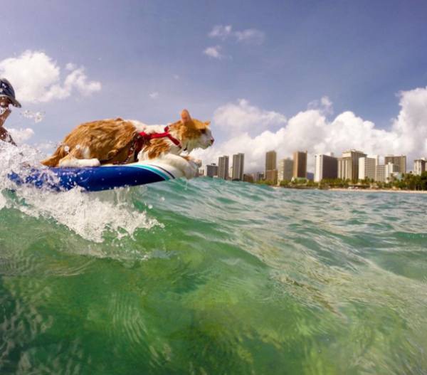 a-one-eyed-surfing-cat-lives-the-absolute-life-in-hawaii-10-photos-6 a-one-eyed-surfing-cat-lives-the-absolute-life-in-hawaii-10-photos-6
