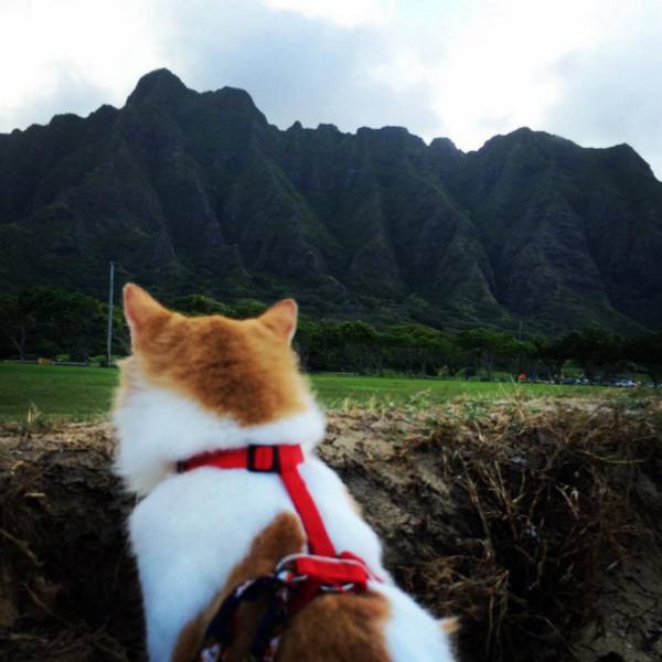 a-one-eyed-surfing-cat-lives-the-absolute-life-in-hawaii-10-photos-9 a-one-eyed-surfing-cat-lives-the-absolute-life-in-hawaii-10-photos-9
