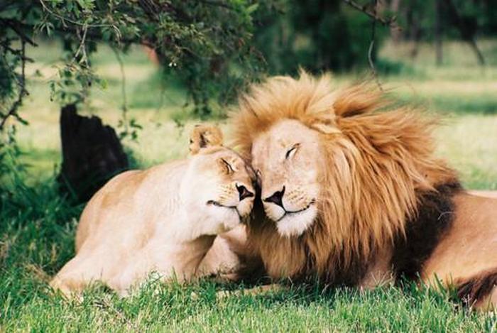 Έρωτας κι αγάπη στον κόσμο των ζώων