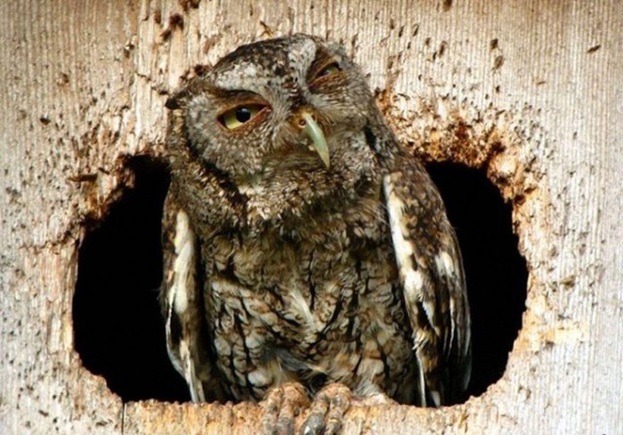 animals_with_hangover_13