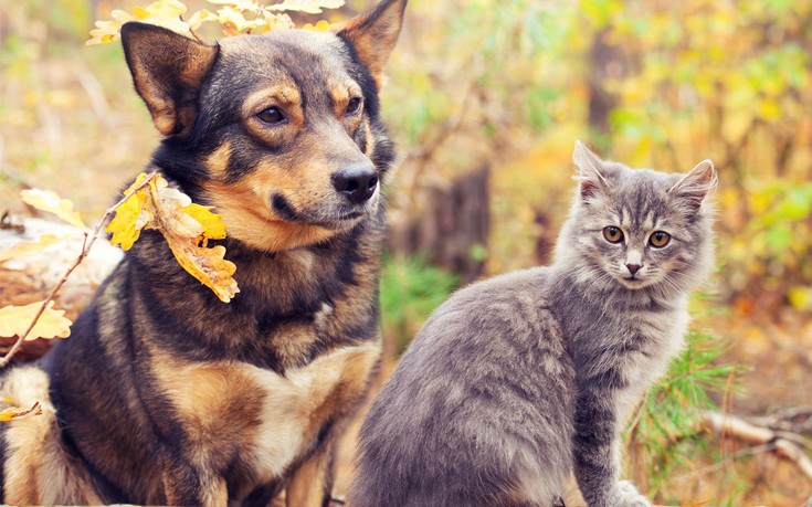 Συνεργασία της WIND με την Animal Action για την προστασία των αδέσποτων