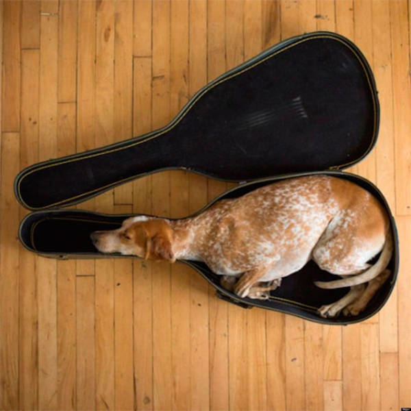 dogs_can_sleep_anywhere_and_everywhere_640_08