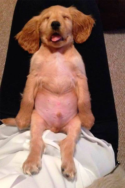 dogs_can_sleep_anywhere_and_everywhere_640_10