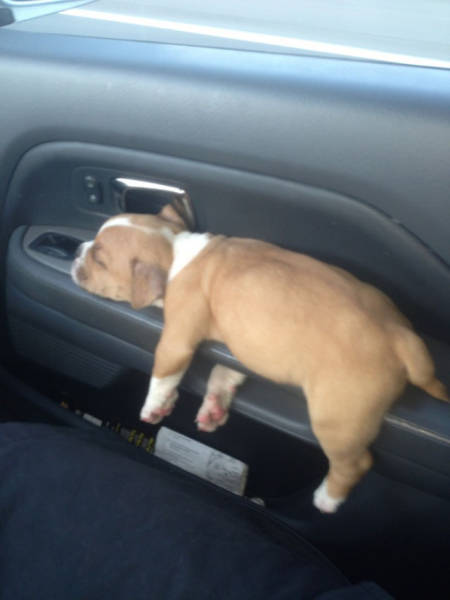 dogs_can_sleep_anywhere_and_everywhere_640_11