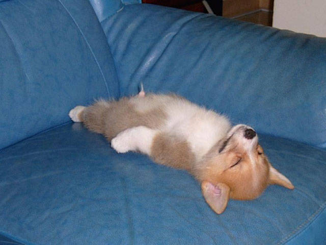 dogs_can_sleep_anywhere_and_everywhere_640_20