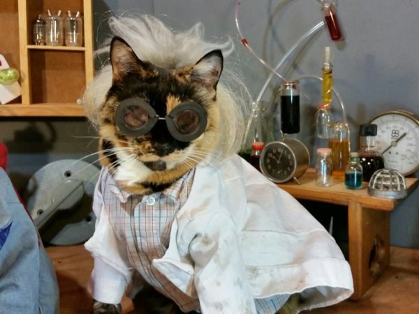 finally-a-cosplay-made-solely-for-cats-25-photos-20