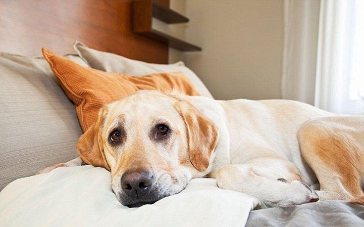 Ξενοδοχείο θεωρεί τους σκύλους πιο ευπρόσδεκτους από τους ανθρώπους
