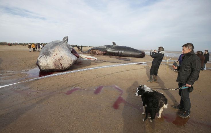 Νεκρές φάλαινες ξεβράστηκαν στις ακτές της Βρετανίας