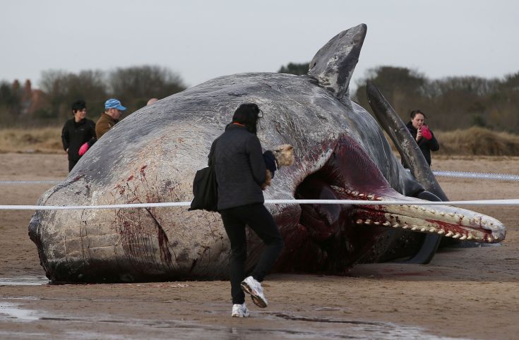 ΦΑΛΑΙΝΕΣ ΒΡΕΤΑΝΙΑ ΦΑΛΑΙΝΕΣ ΒΡΕΤΑΝΙΑ