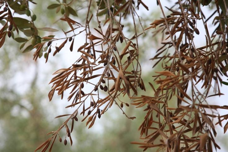 Εκπόνηση Εθνικού Σχεδίου Δράσης για την Xylella fastidiosa