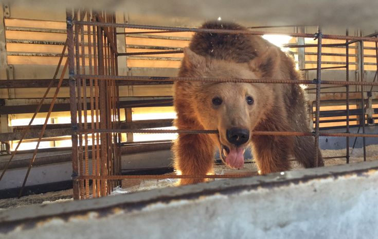 Καταφύγιο στον «Αρκτούρο» για τρία ακόμη αρκουδάκια