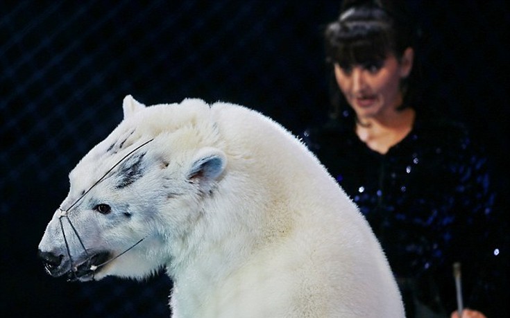 Βασανιστήρια κι εξευτελισμός απειλούμενων πολικών αρκούδων σε ρωσικό τσίρκο