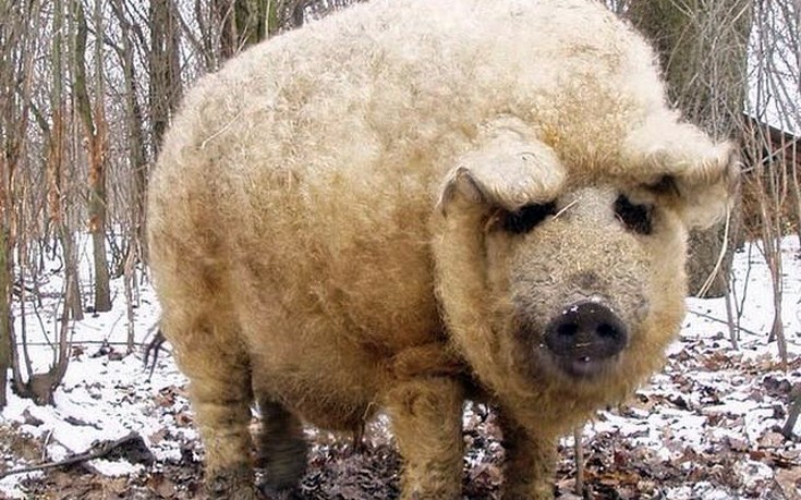 Το γουρούνι που μοιάζει με πρόβατο και&#8230; λειτουργεί σαν σκύλος