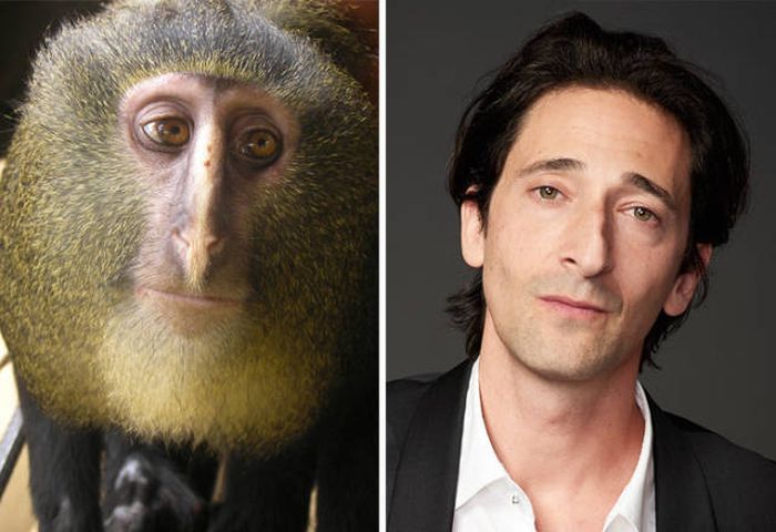 celebs_similar_animal_doppelgangers_04
