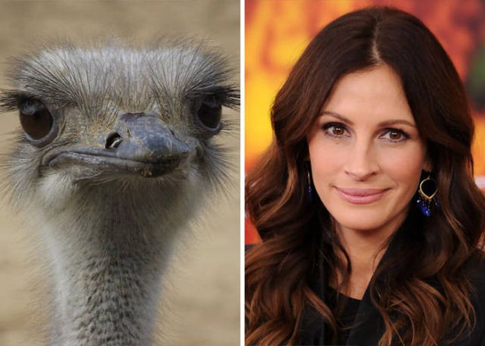 celebs_similar_animal_doppelgangers_17