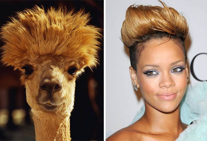 celebs_similar_animal_doppelgangers_18