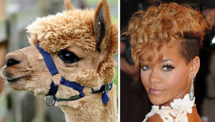 celebs_similar_animal_doppelgangers_20