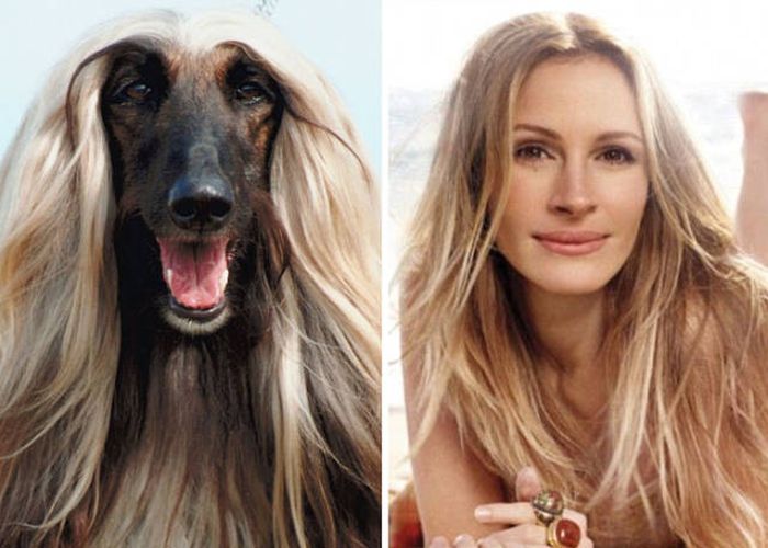 celebs_similar_animal_doppelgangers_29