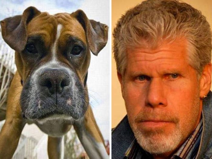 celebs_similar_animal_doppelgangers_31