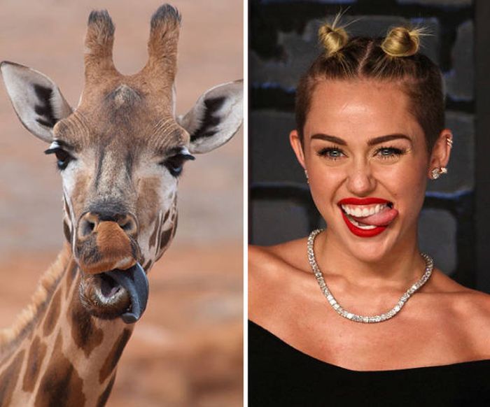 celebs_similar_animal_doppelgangers_33