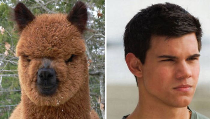 celebs_similar_animal_doppelgangers_46