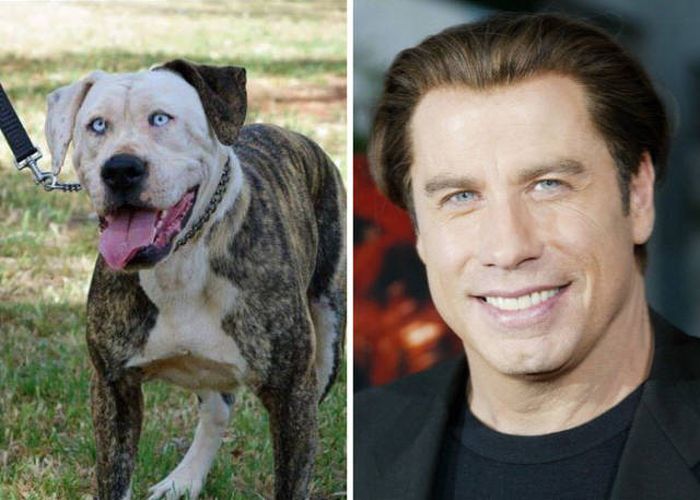 celebs_similar_animal_doppelgangers_54