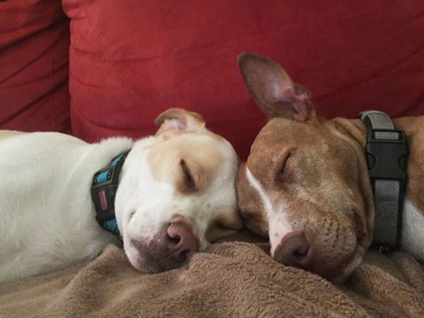 cute-doggie-friends-will-make-you-go-awww-28-photos-6