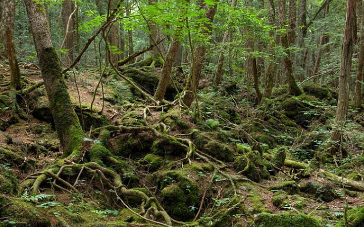 Το «δάσος των αυτοκτονιών» στην Ιαπωνία γίνεται ταινία