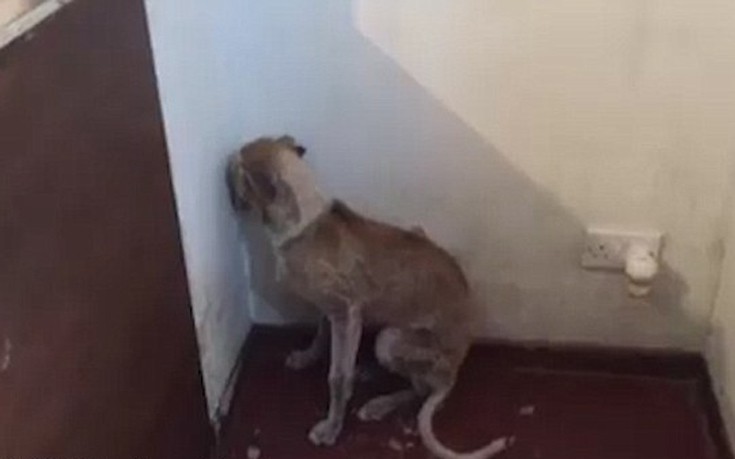 Η θλιβερή εικόνα κακοποιημένου σκυλιού και η μεταμόρφωσή του