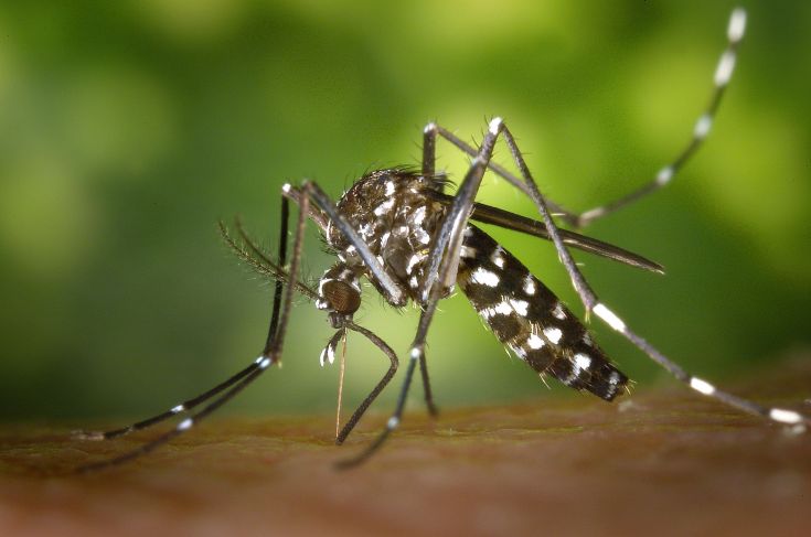 Ανησυχία για τα κουνούπια στα Τρίκαλα
