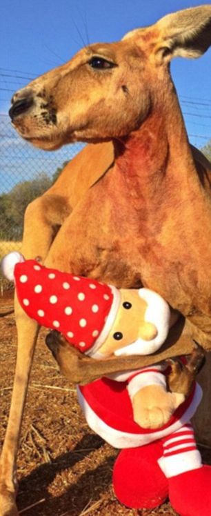 musclebound_kangaroo_04