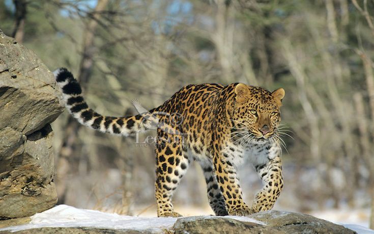 Σπάνια λεοπάρδαλη υποβλήθηκε σε ευθανασία